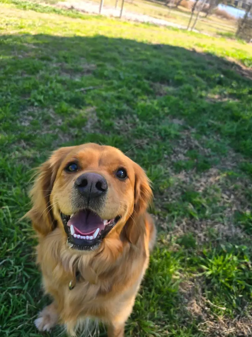 Dog enjoying a walk in Canberra