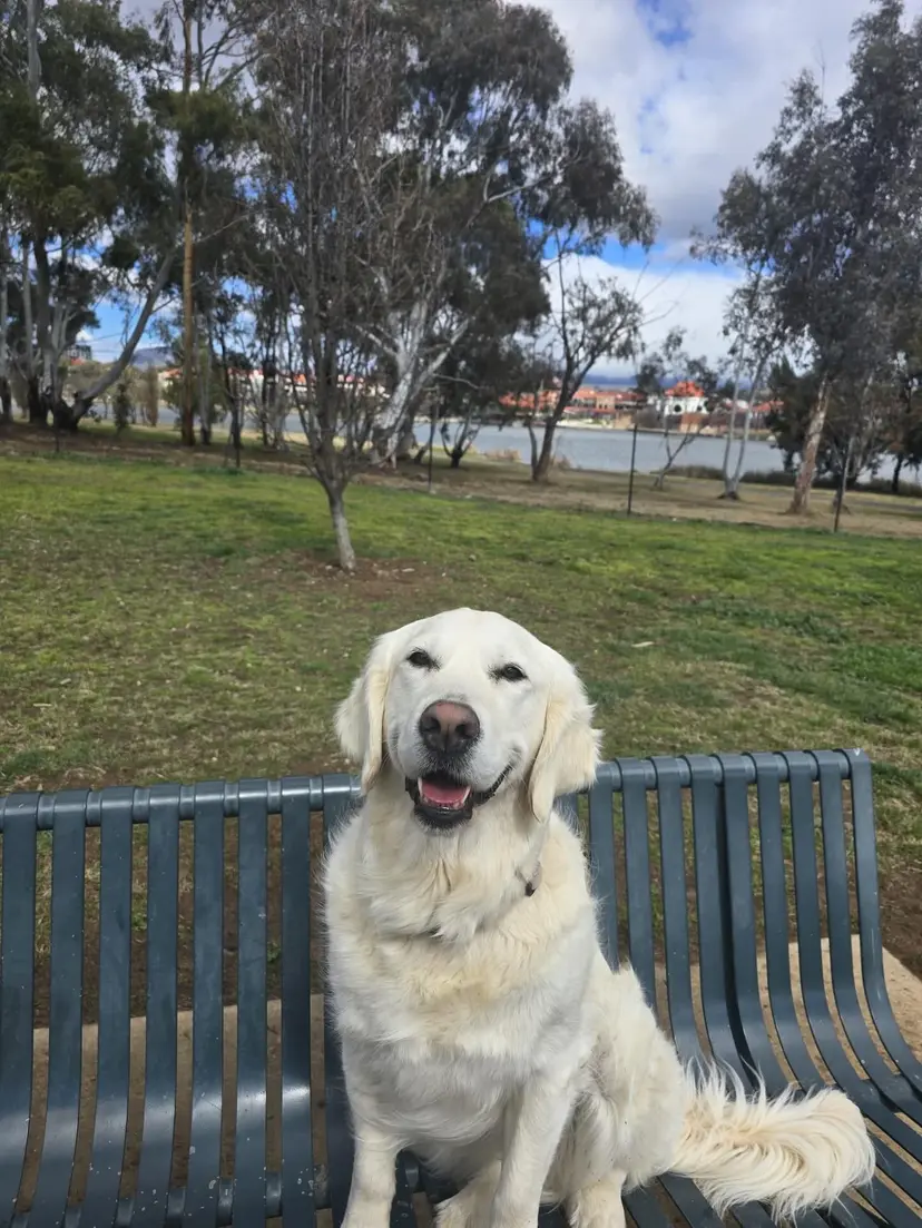 Dog enjoying the outdoors