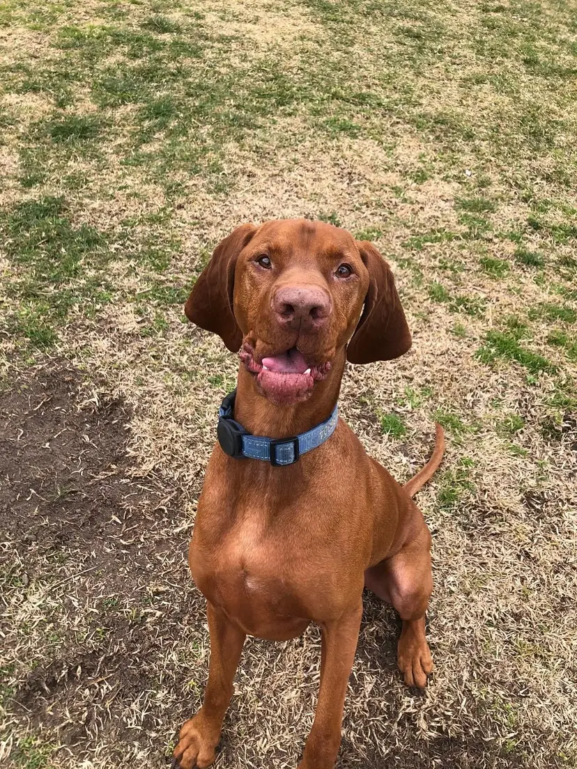 Dog waiting for a walk