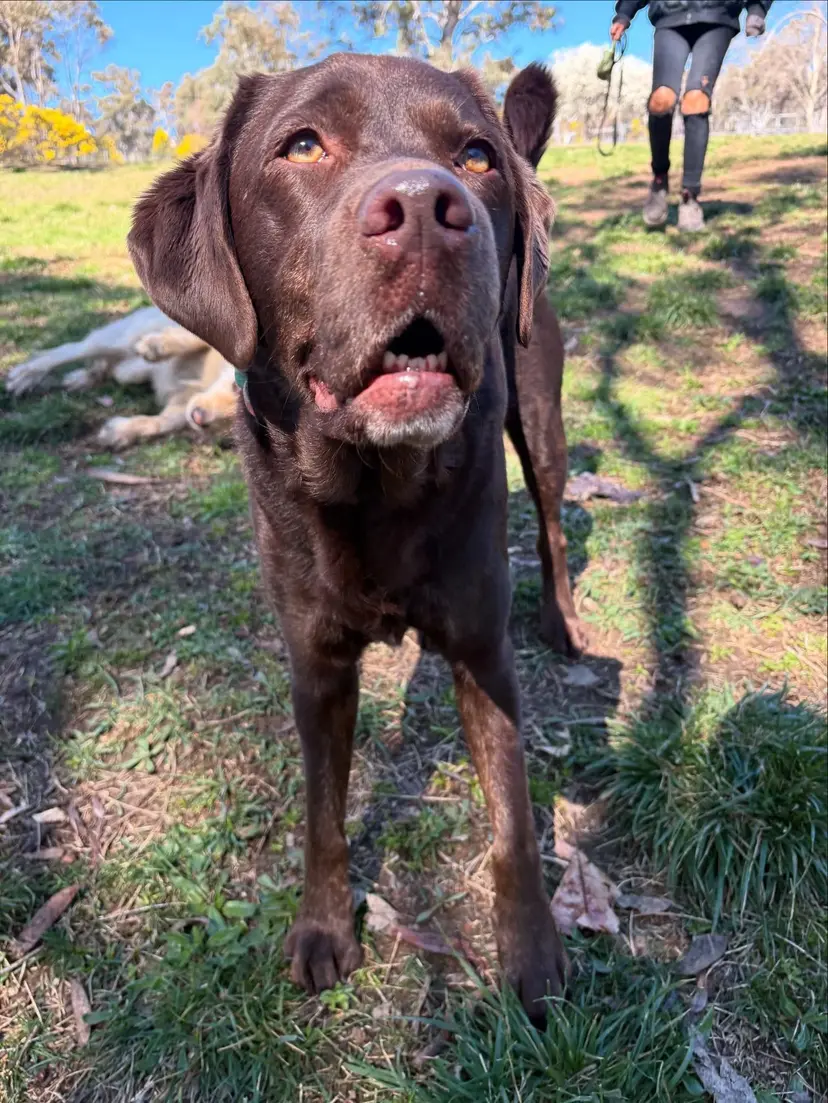 Dog ready for a walk