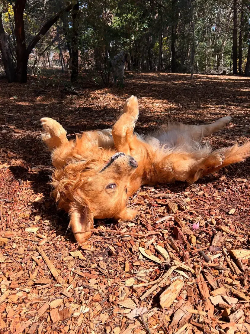 Dog smiling for the camera